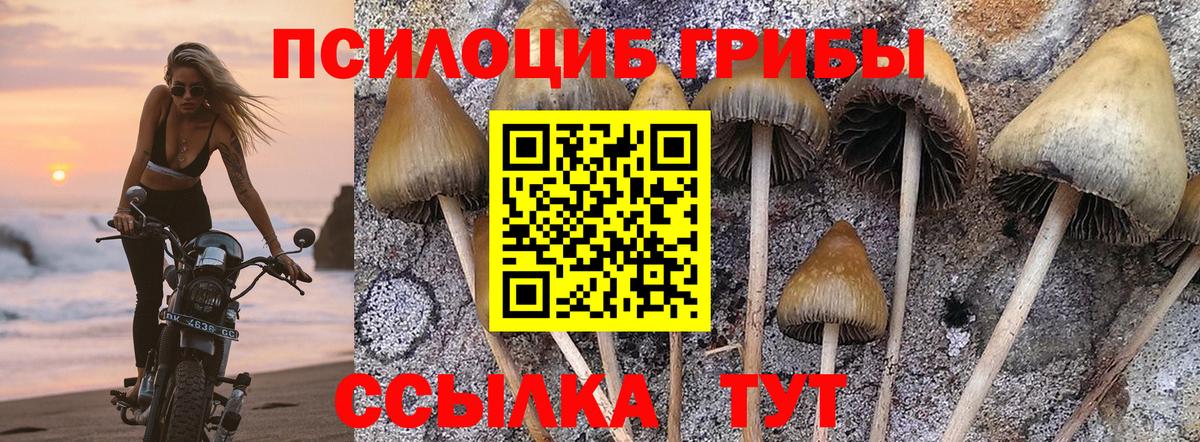 Волхов  Псилоцибиновые грибы мухоморы  Вход с VPN 